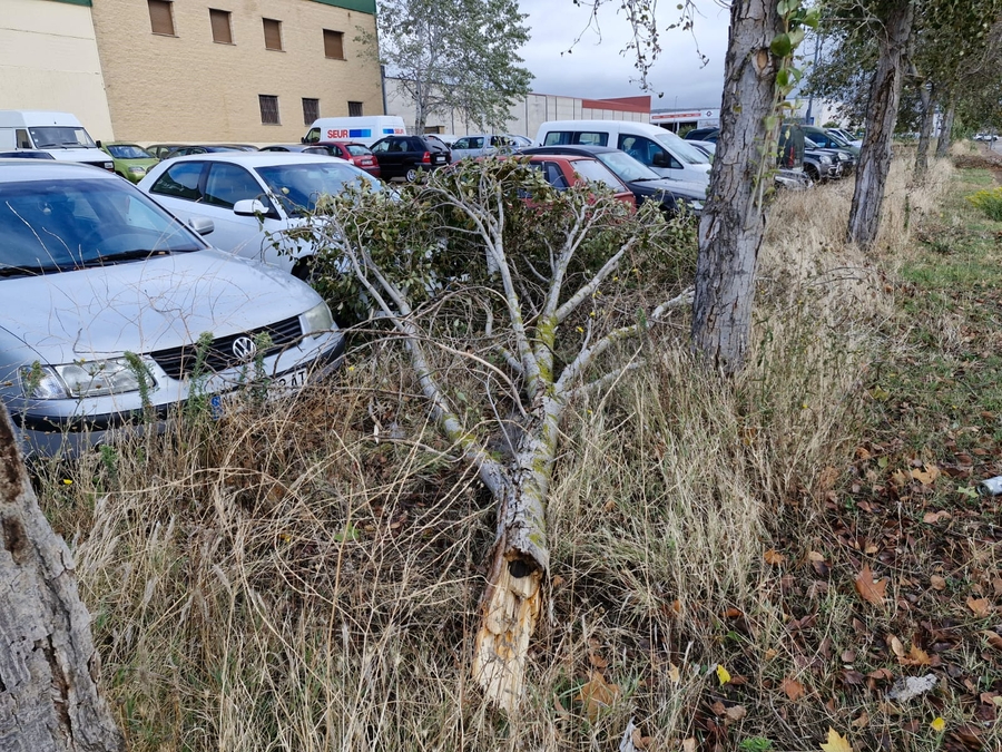 Kirk deja una colección de ramas caídas por Ciudad Rodrigo
