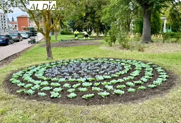 Un total de 2.500 plantas de temporada renuevan las flores en los espacios verdes de Peñaranda
