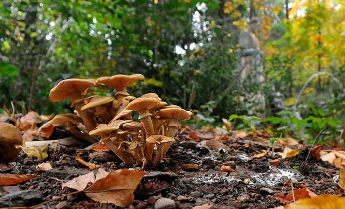 El CDS organiza una charla gratuita sobre diversidad y variedades de hongos en nuestro entorno