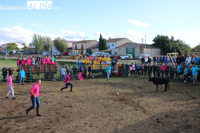 Una divertida capea con Gran Prix anima la recta final de las fiestas de las Madrinas en Valderrodrigo