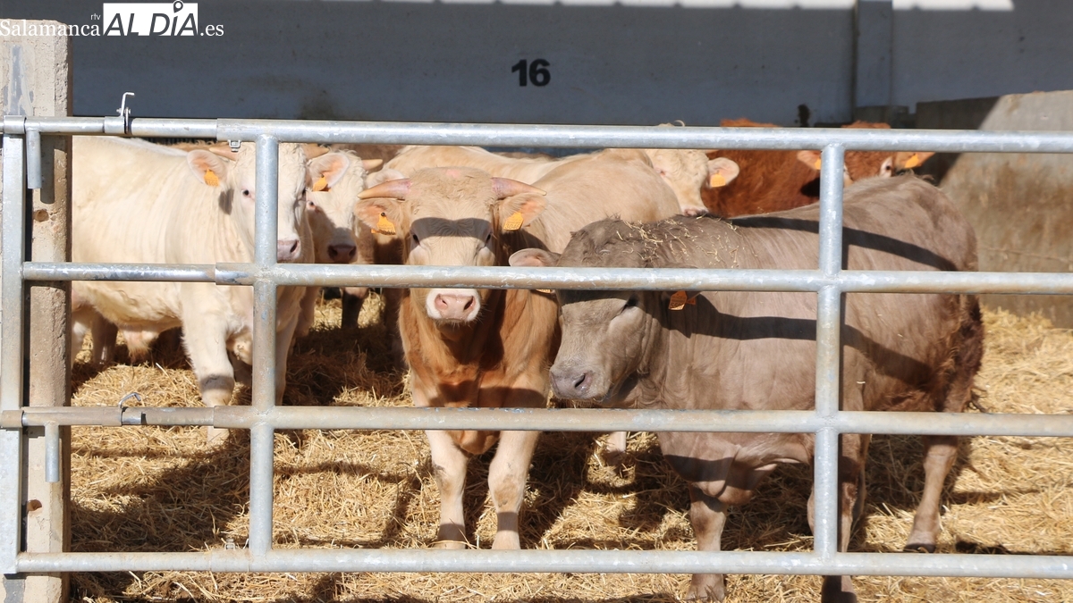 El cereal pierde ‘fuelle’ y el vacuno de cebo mantiene la tendencia alcista