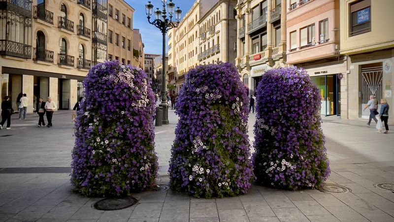 Colores que alegran el día 