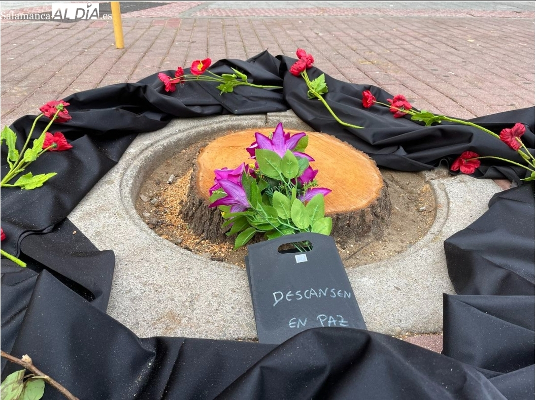 Arboricidio en West Square