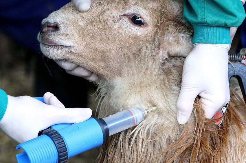 La Junta pone a disposición 740.000 dosis de la vacuna frente al serotipo 3 de la lengua azul