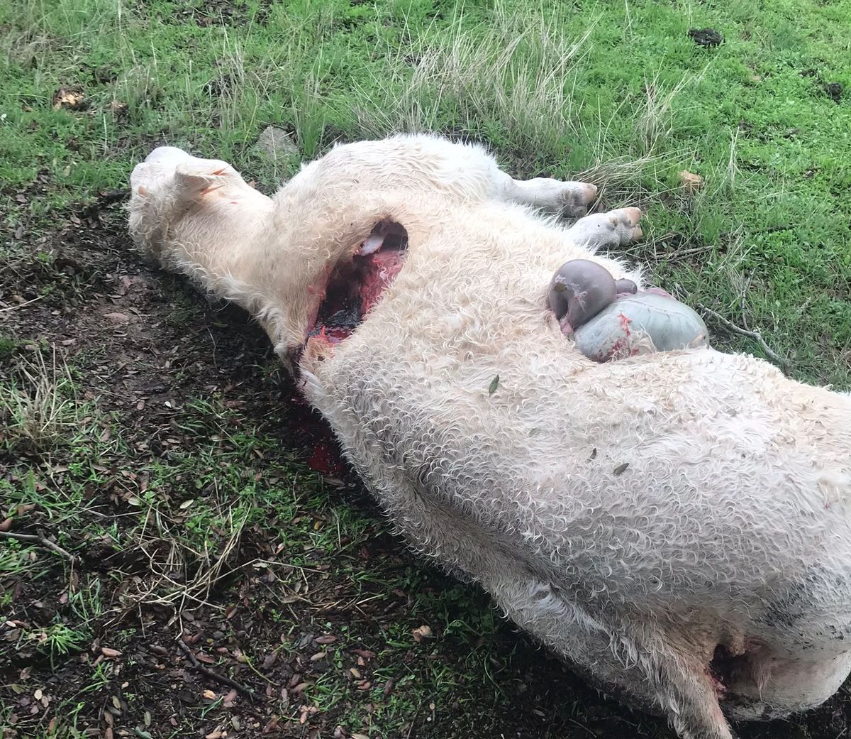 El lobo mata a una ternera en Encina de San Silvestre