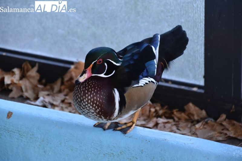 Espectacular exposición con más de 1.200 animales en Calzada de Valdunciel