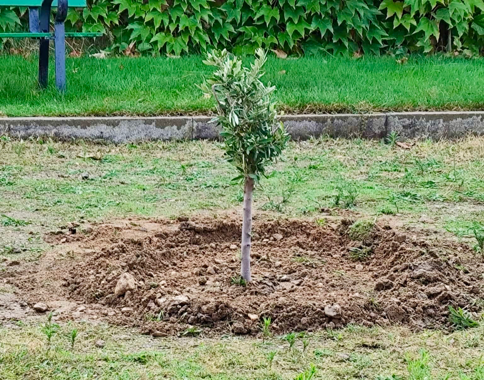 La asociación Me Permito celebra el Día Internacional de la Mujer Rural con la plantación de un olivo