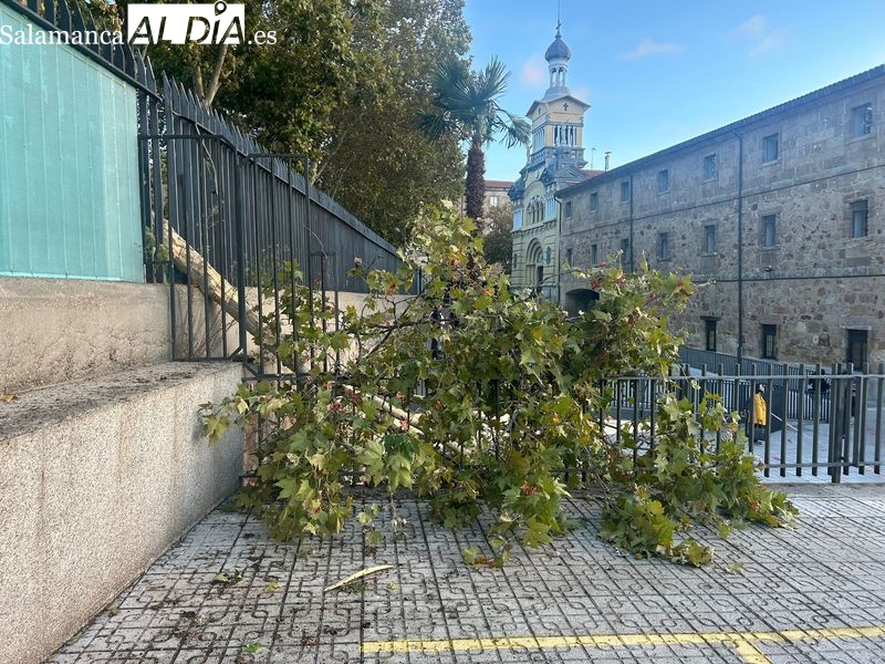 Susto en la avenida Reyes de España, un árbol cae cerca de un padre y su hijo