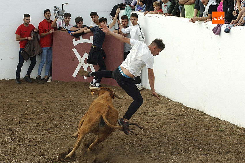 Gran diversión en Alba de Yeltes con la capea de vaquillas