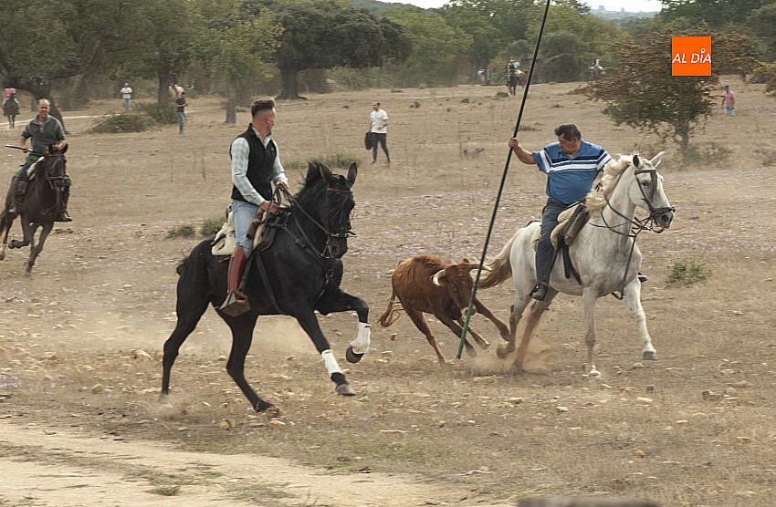 Animada mañana sabatina con Encierro a Caballo en Alba de Yeltes
