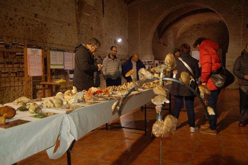 Sancti-Spíritus celebrará sus Jornadas Micológicas el 9 de noviembre