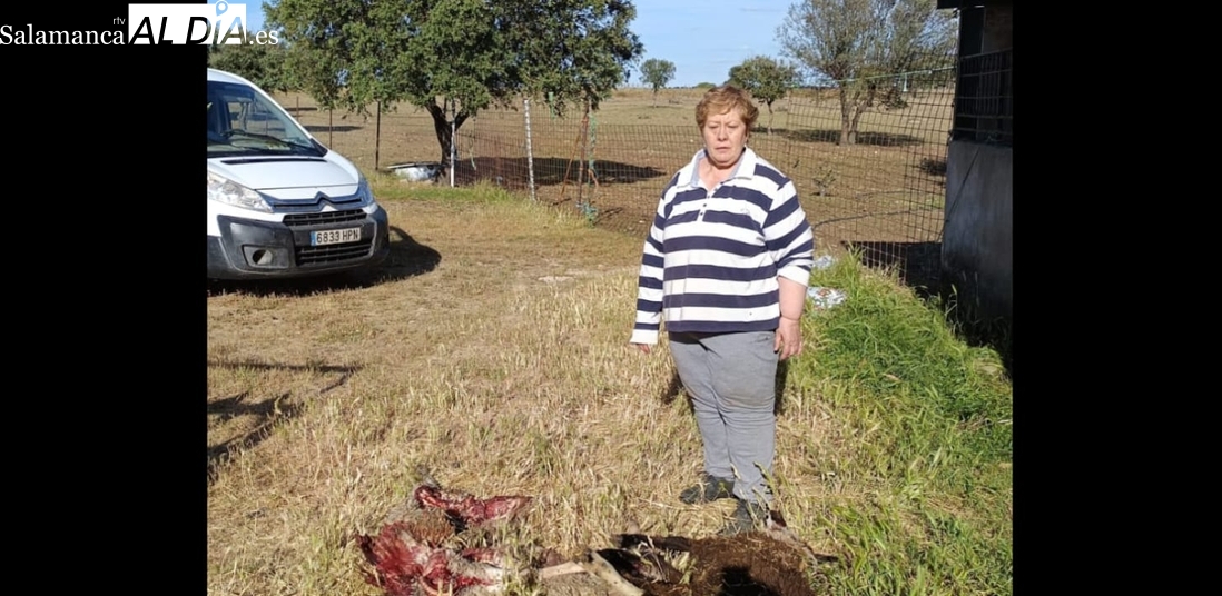 La sombra del lobo: No podemos seguir así. No he visto esto en toda mi vida, advierte esta ganadera salmantina