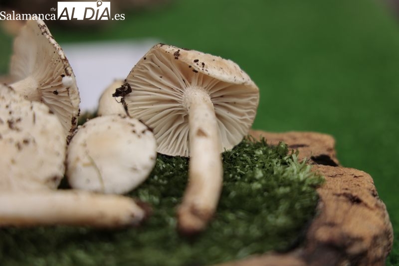 La Diputación de Salamanca acercará el reino de los hongos a los escolares a través de una fascinante guía educativa