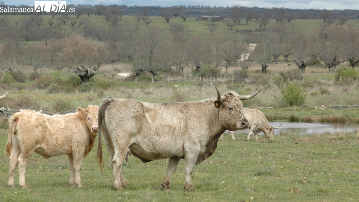 Los agricultores y ganaderos de Castilla y León perciben del Gobierno 661,6 millones de euros en pagos anticipados de las ayudas directas de la PAC