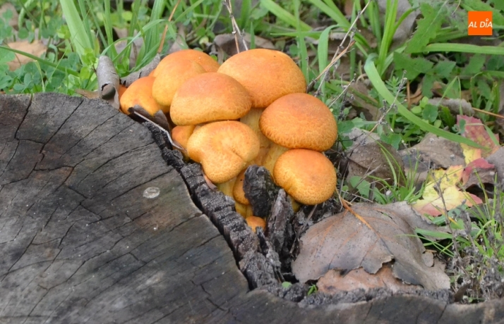 Navasfrías estrenará en noviembre una Feria de Otoño con micología, matanza y patatada