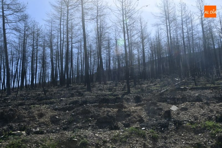 La CHD proseguirá con las plantaciones en la zona afectada por el incendio de Monsagro
