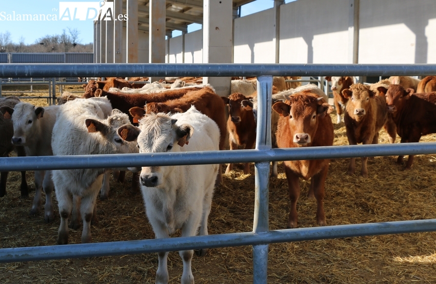 El cereal confirma un fuerte despegue y el vacuno pone nuevo récord en un mercado de circunstancias