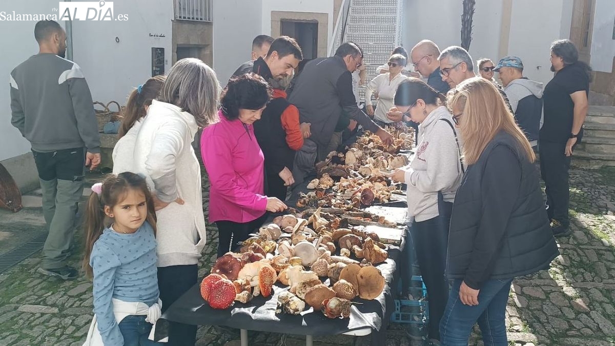 La Quedada Micológica de Lumbrales concluye con la recogida de más de 50 especies de setas