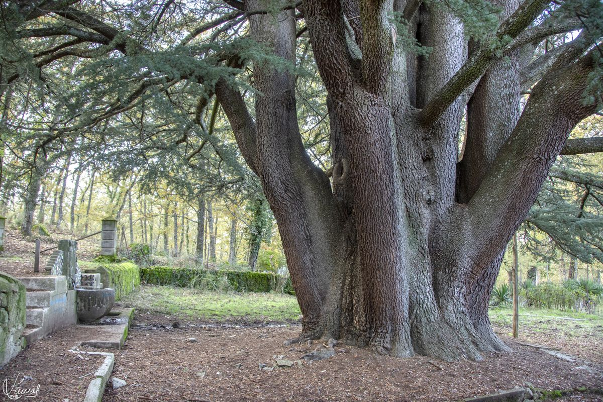 La Ruta de los Pasos Jóvenes, una atractiva actividad para disfrutar de los recursos naturales de Béjar (VÍDEO Y GALERÍA DE FOTOS)