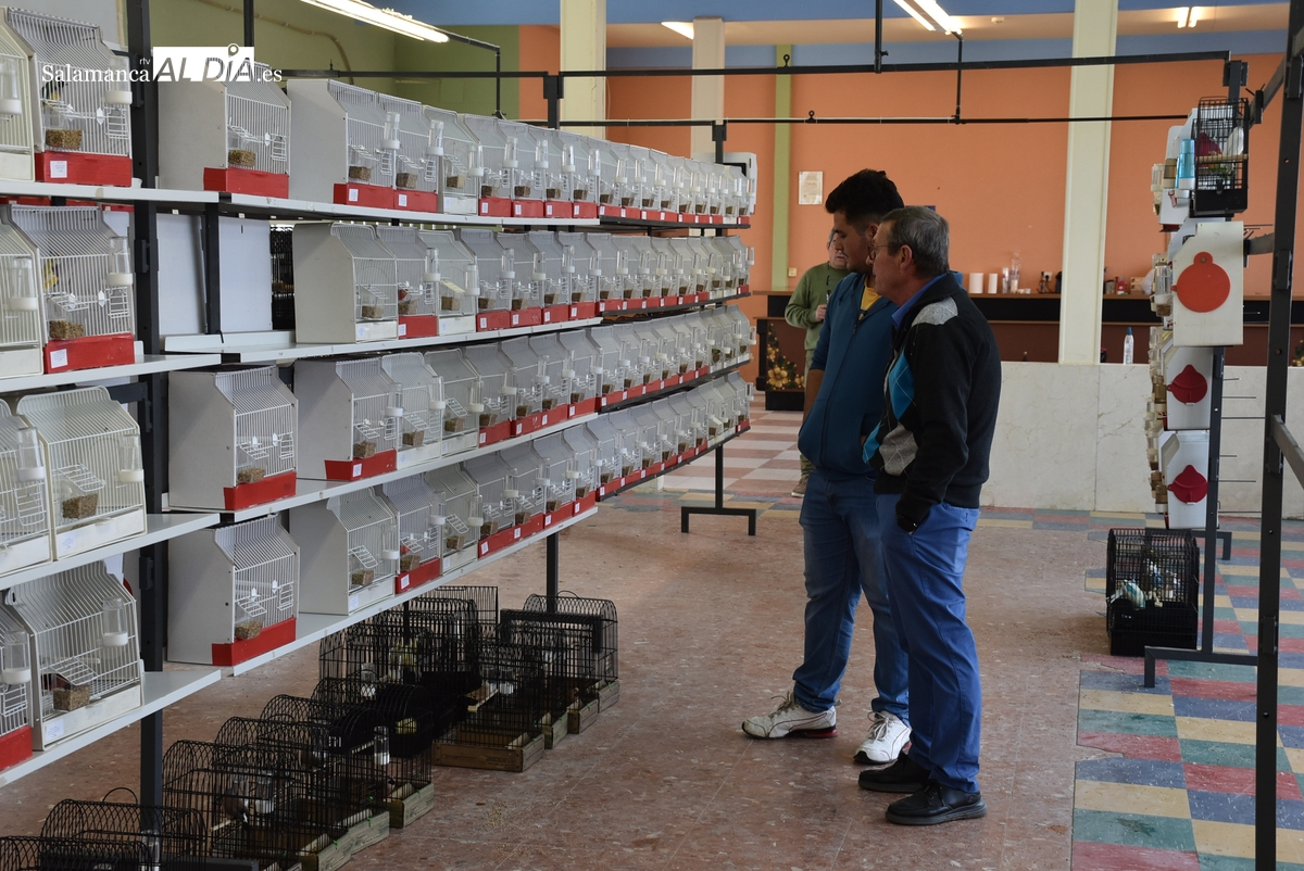 Llegan a Ciudad Rodrigo los alrededor de 540 pájaros participantes en el 13º Concurso Ornitológico