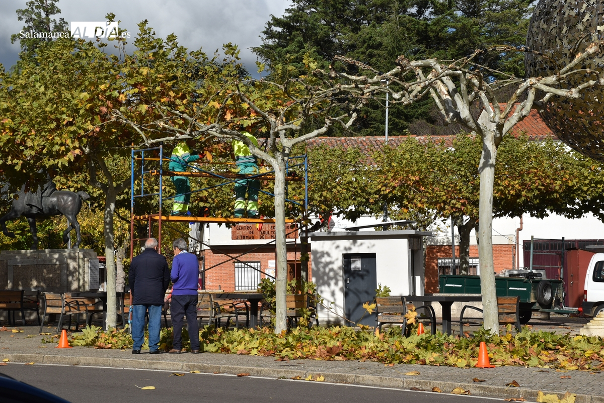Tiempo para la poda de árboles en Ciudad Rodrigo