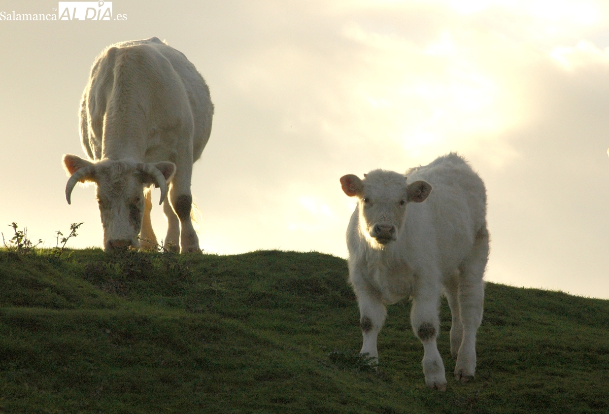 Nueva subida generalizada del vacuno de carne, despegue estratosférico del girasol  y estabilidad en el cereal