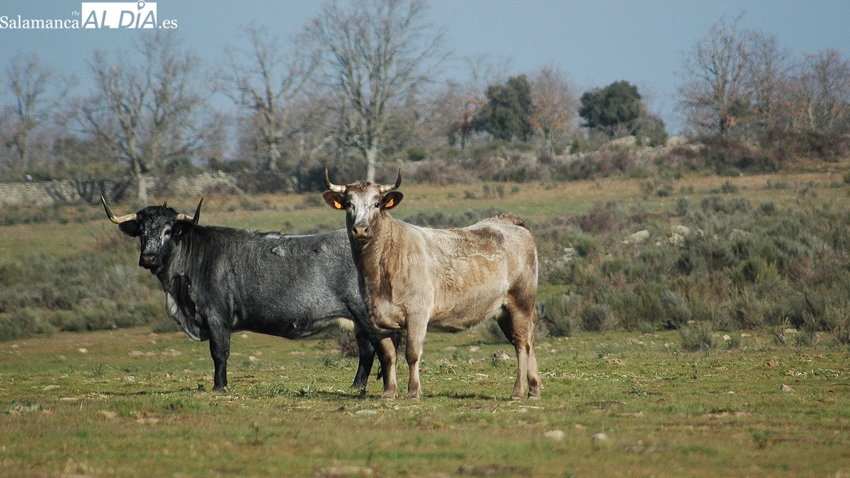 El vacuno de carne se pone a precios estratosféricos tras una nueva subida generalizada 