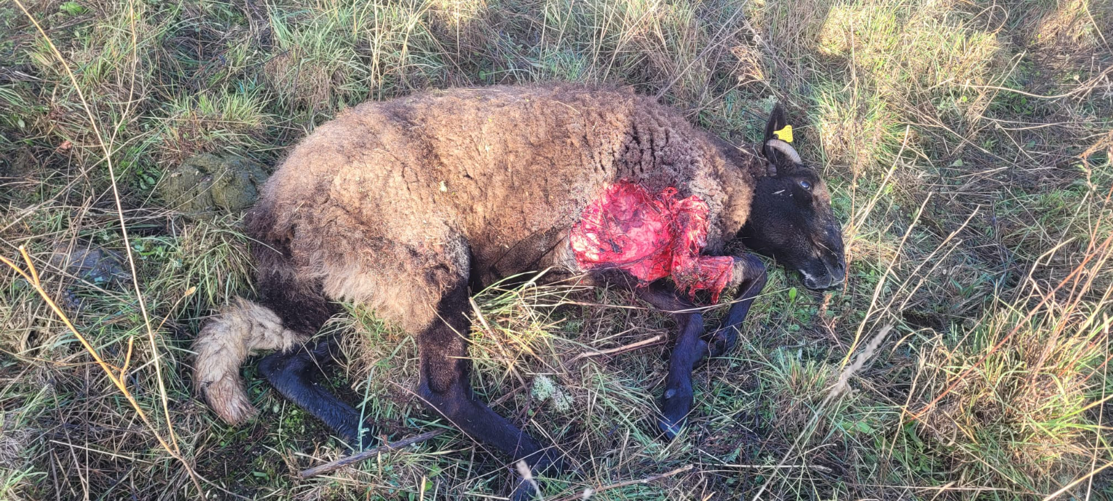 Atacadas ovejas a apenas 100 metros de viviendas en Castillejo de Martín Viejo