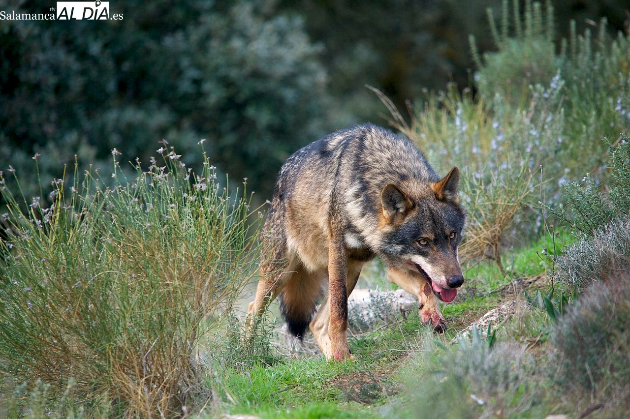 El último censo de lobos cifra en 193 el número de manadas que habitan en Castilla y León 