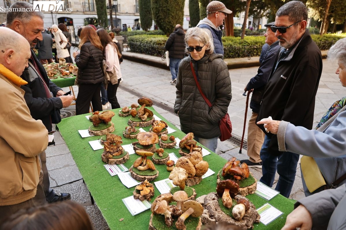 La micología llega al centro de Salamanca