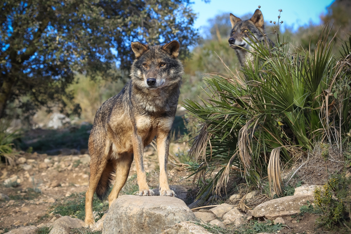 Más lobos en Castilla y León pero menos en Salamanca