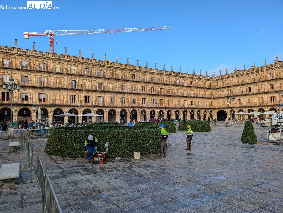 La Plaza Mayor empieza su transformación con el montaje de un espectacular árbol de Navidad (FOTOS)