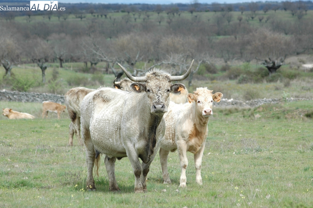 A partir del 1 de diciembre Tragsa se encargará del saneamiento ganadero 
