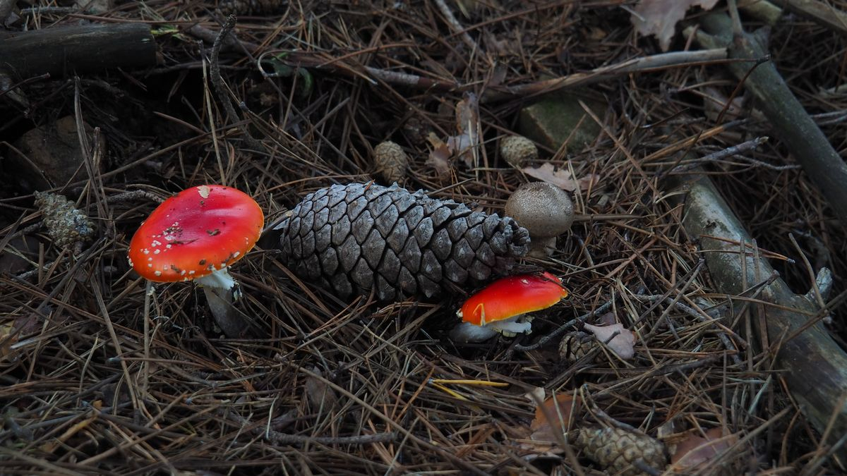 Bodegón espontáneo
