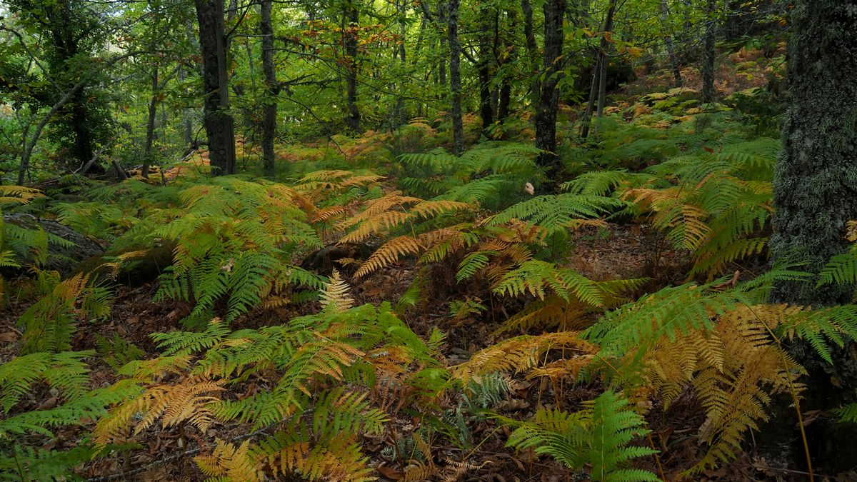 La vida bulle, sin humanos