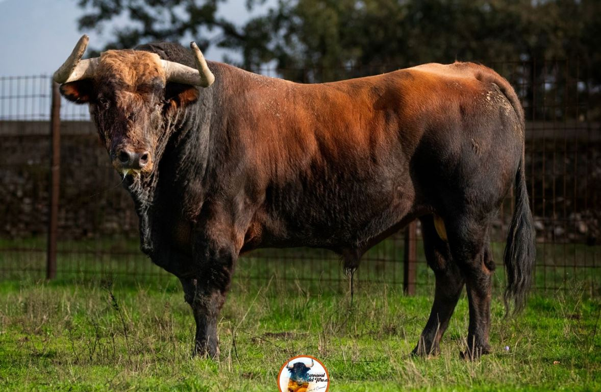 Potrosillo, de la ganadería de Aldeanueva, será el Toro del Antruejo 2025