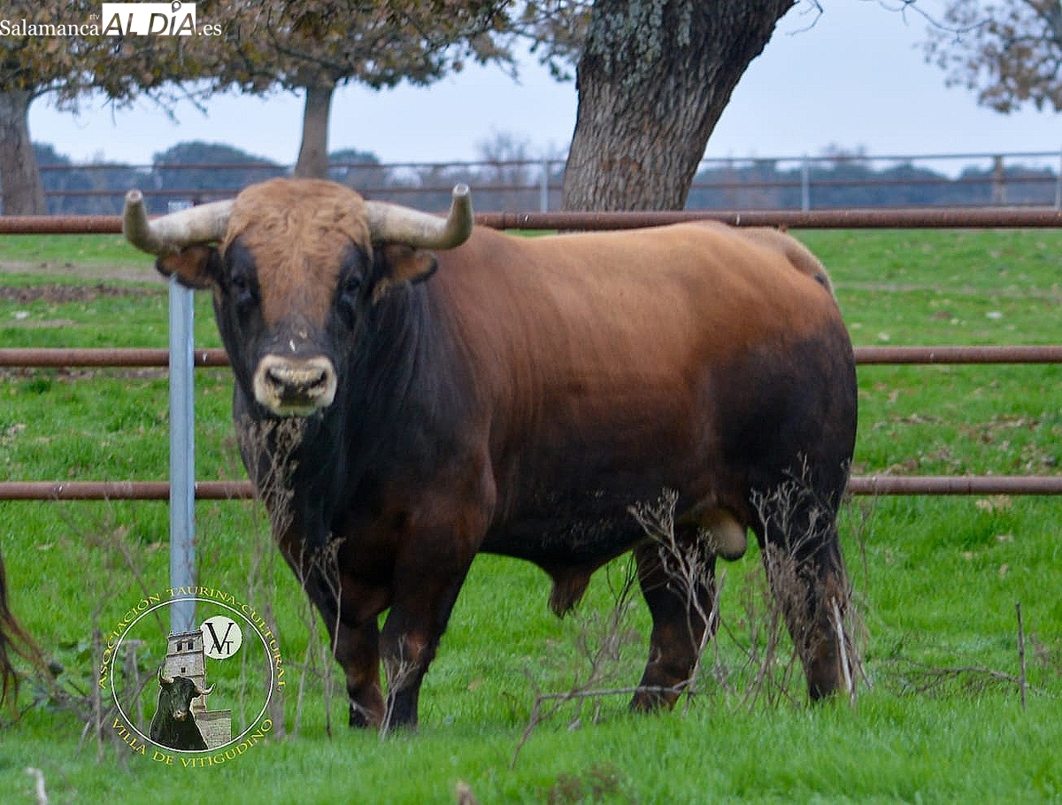 Vitigudino vivirá el 6 de diciembre su IV Toro de San Nicolás