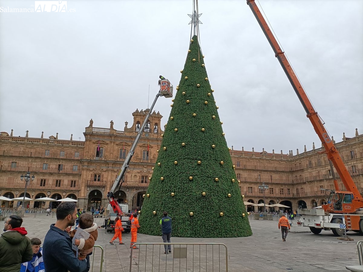 La gran atracción en la Plaza Mayor, el nuevo árbol de Navidad de más de 23 metros