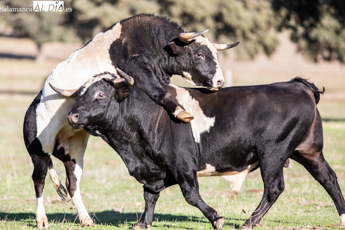 Barcial, un siglo de bravura