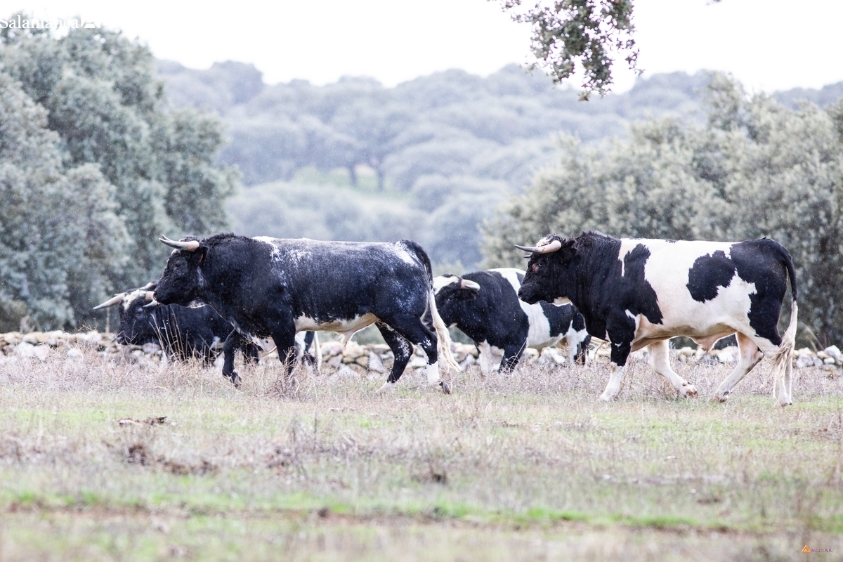 Barcial lidiará en uno de los cosos toristas españoles