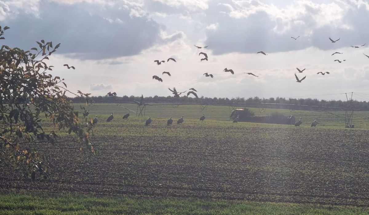 Los buitres vuelven a atacar en Salamanca