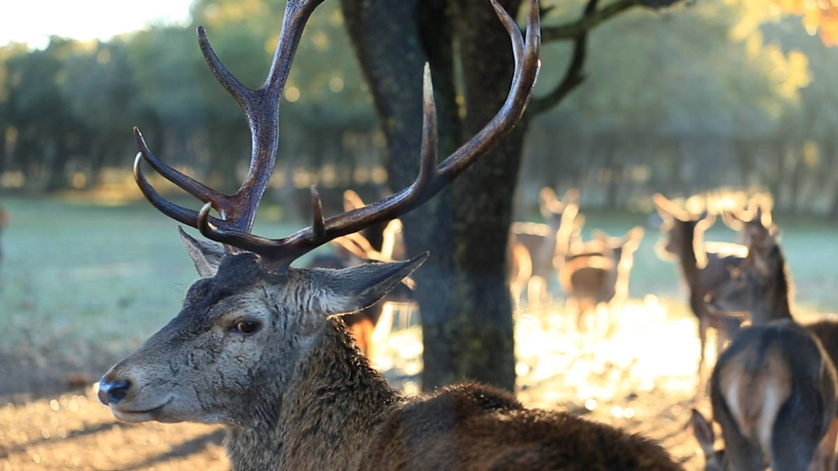 Una espectacular reserva de ciervos a solo hora y media de Salamanca