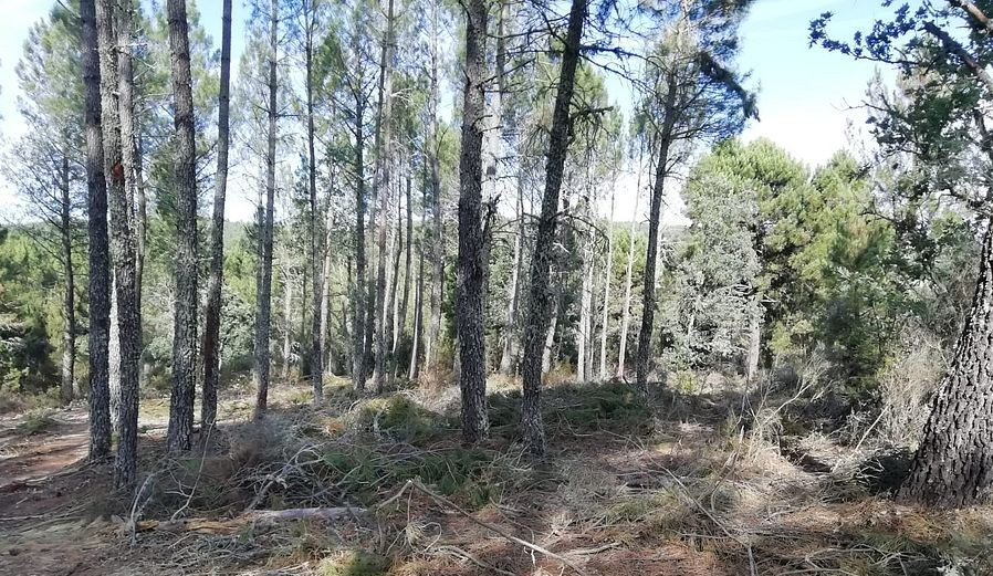 Serradilla del Llano subasta unas 2.000 toneladas de madera