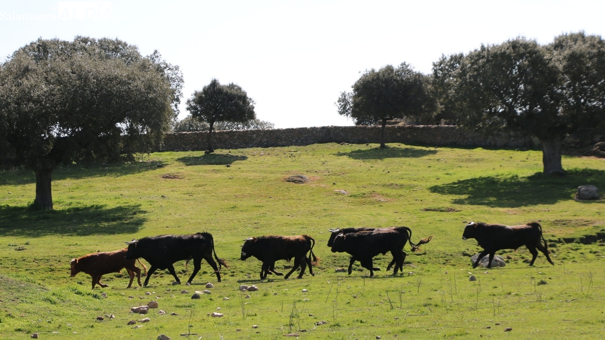 II Jornadas Técnicas ‘Dehesas con futuro: Ciclo natural del CO2 en la dehesa’