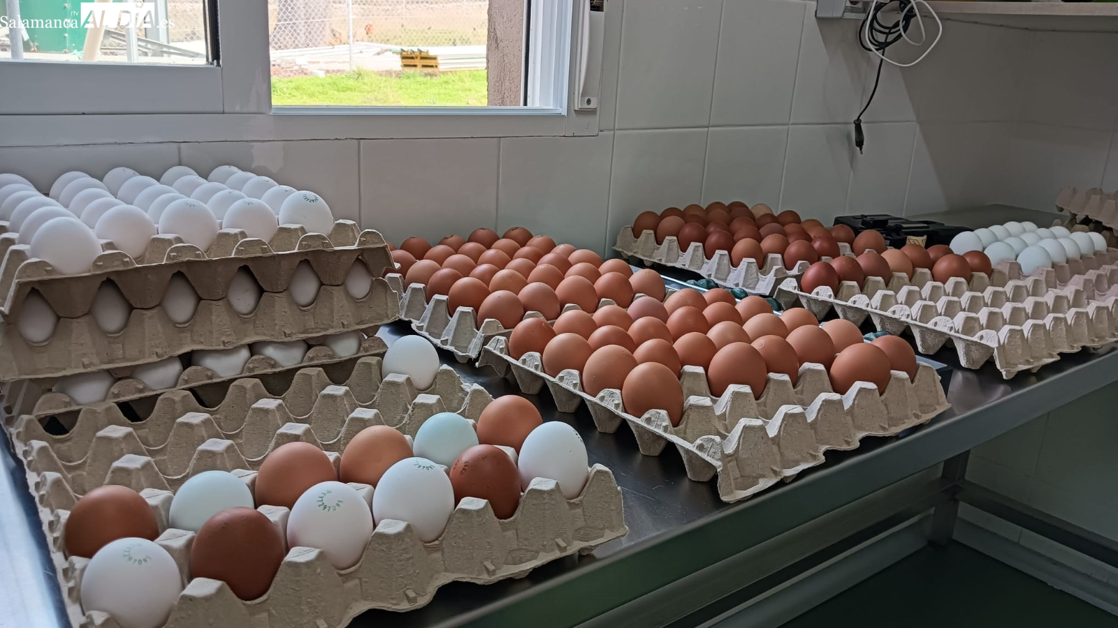 Los huevos salmantinos que triunfan en restaurantes con Estrella Michelín (FOTOS Y VÍDEO)