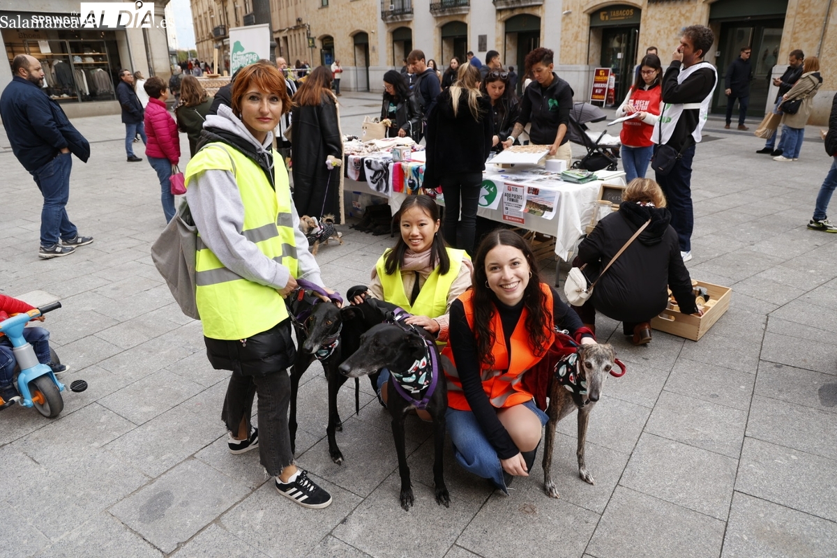 Mercadillo solidario y jornada de adopción de la protectora Siempre Fiel en la Plaza del Liceo