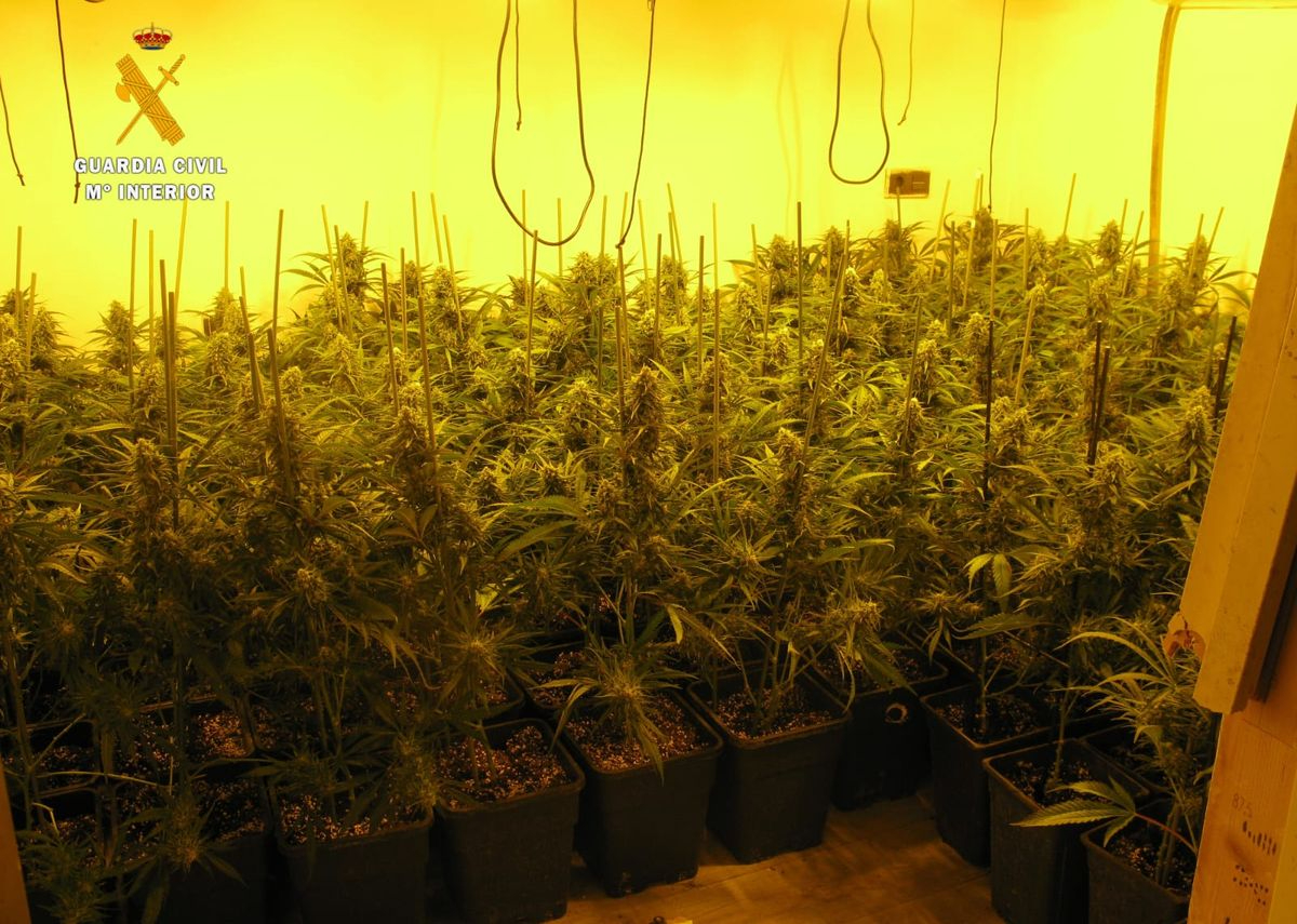 La Guardia Civil desmantela una plantación de marihuana en Miranda de Azán 