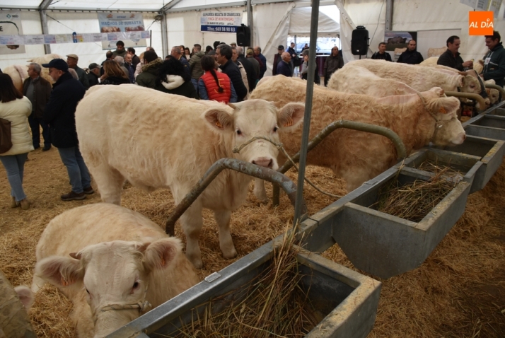 Ciudad Rodrigo celebrará su Feria de San Andrés 2024 el viernes 29 y el sábado 30