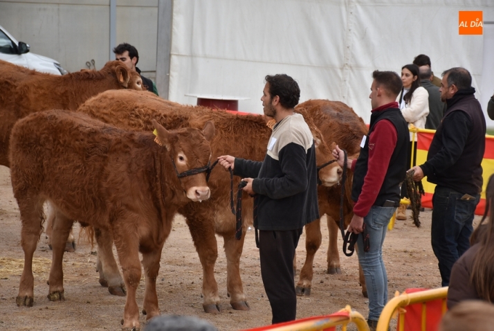 Cancelado el Concurso de Limusín de la Feria de San Andrés