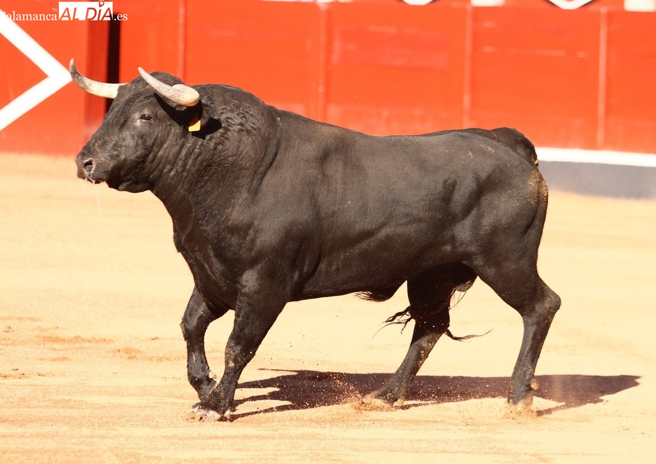 Los toros vuelven a la Universidad Pontificia con un cartel de lujo